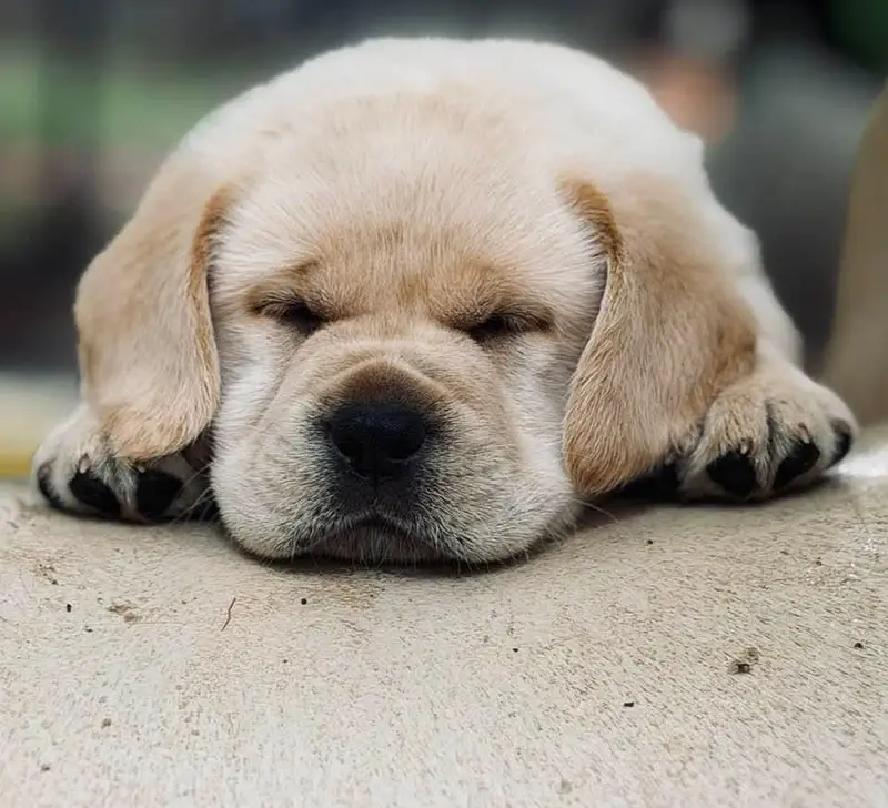 Labrador Puppies for Sale — photo 7