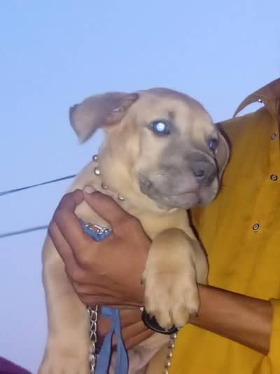 American pitbul