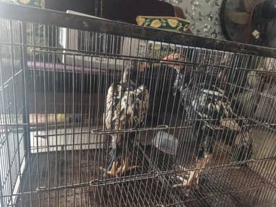 hen sale