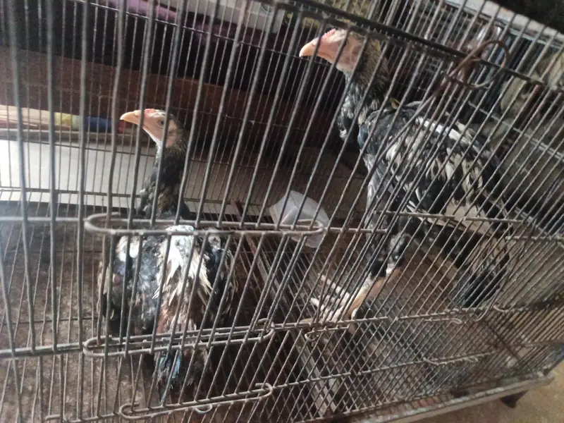 hen sale — photo 2