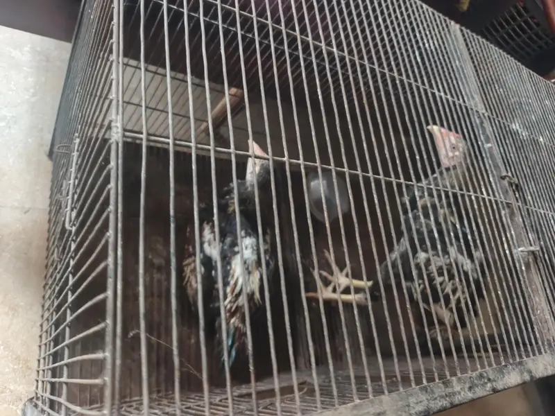 hen sale — photo 3