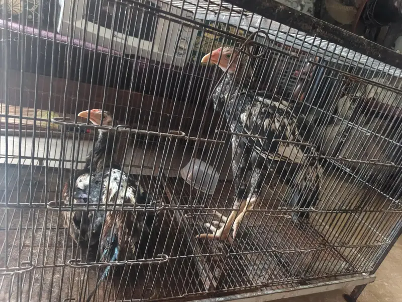 hen sale — photo 4