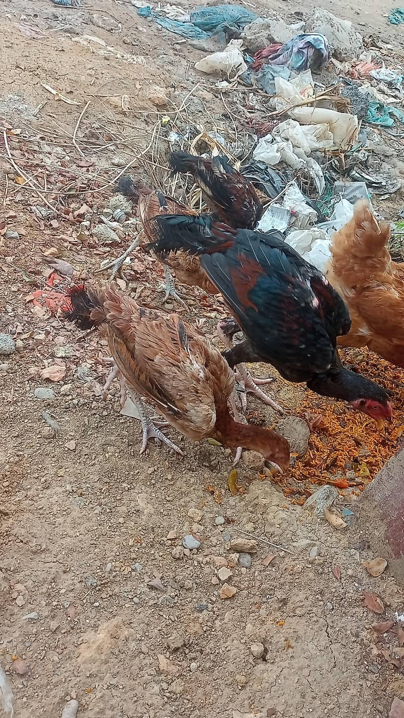خوبصورت لسانی اصیل مرغا اور مرغی - فائنل پرائس 5,000 روپے 1