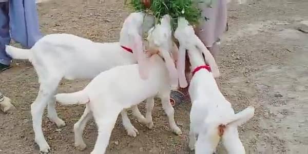3 Bacchon Ka Sath Gulabi Bakri For Sale _ 03279583582