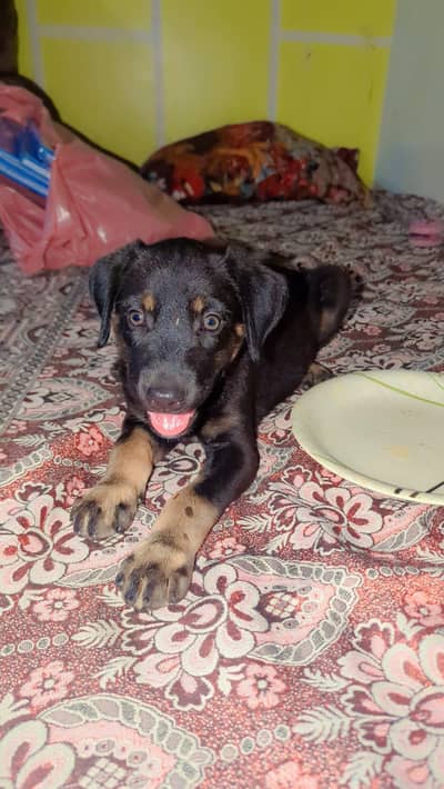 1 month old puppy