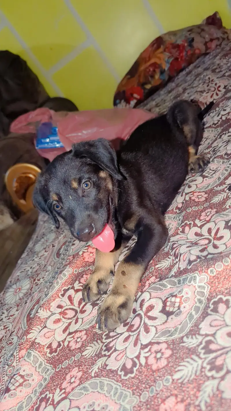 1 month old puppy — photo 2