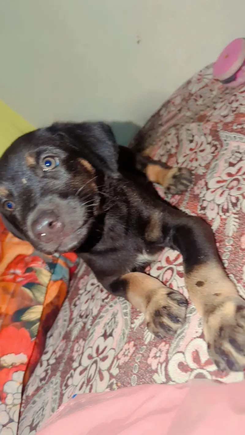 1 month old puppy — photo 3