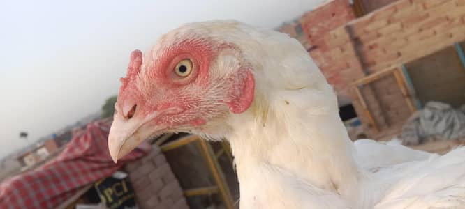 health and active breeder female