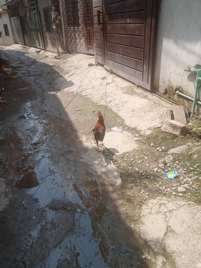 Desi chiken