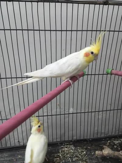 cockatiel pair white and yellow