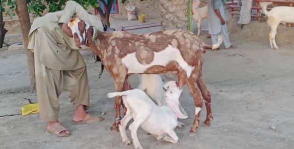 2 Bacchon ka sath Desi Bakri For Sale/ 03279583582