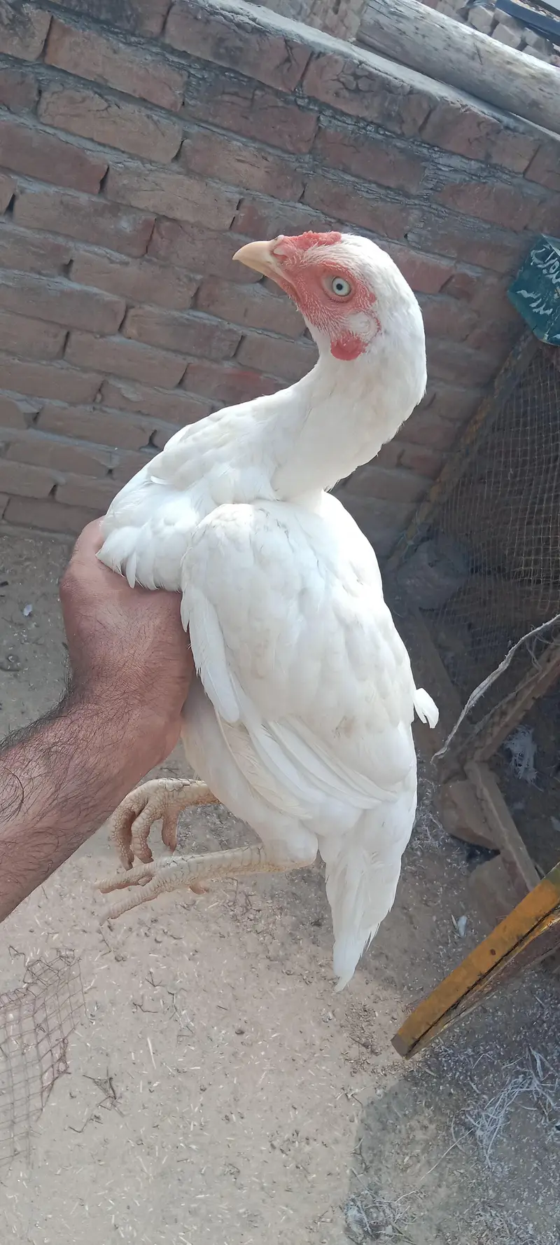 health and active breeder female — photo 2