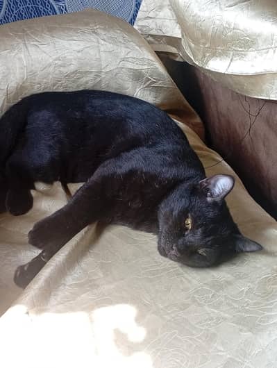 black male cat