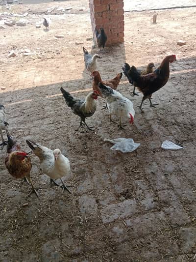 golden mishri hens