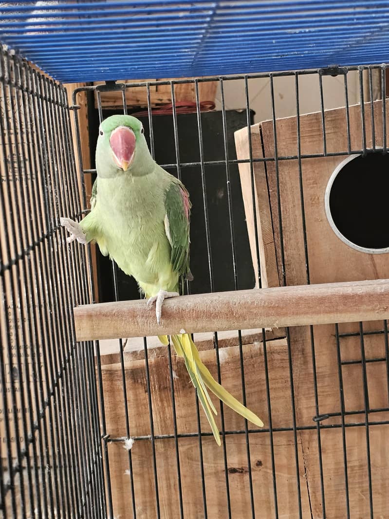 RAW GREEN RINGNECK 0