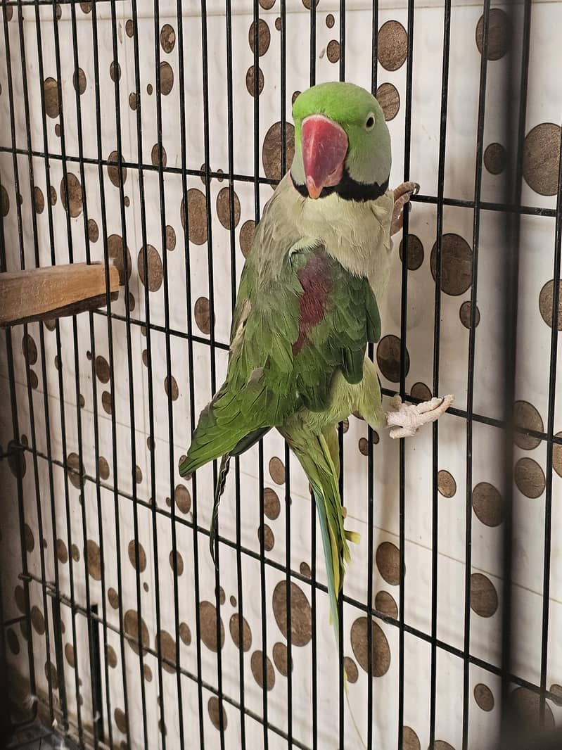 RAW GREEN RINGNECK 1