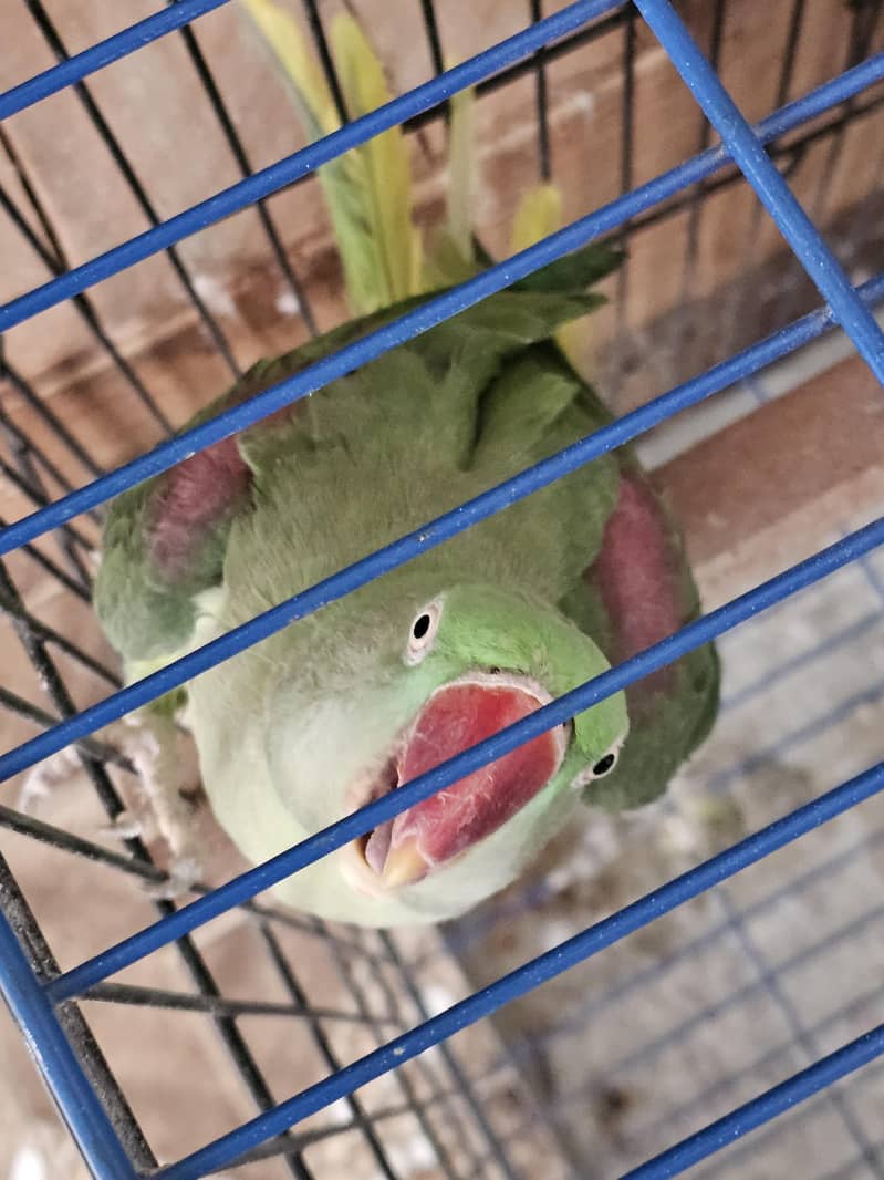 RAW GREEN RINGNECK 2