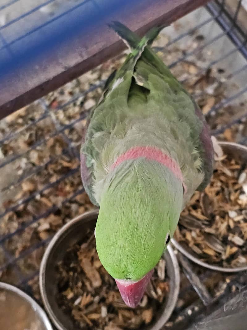 RAW GREEN RINGNECK 3