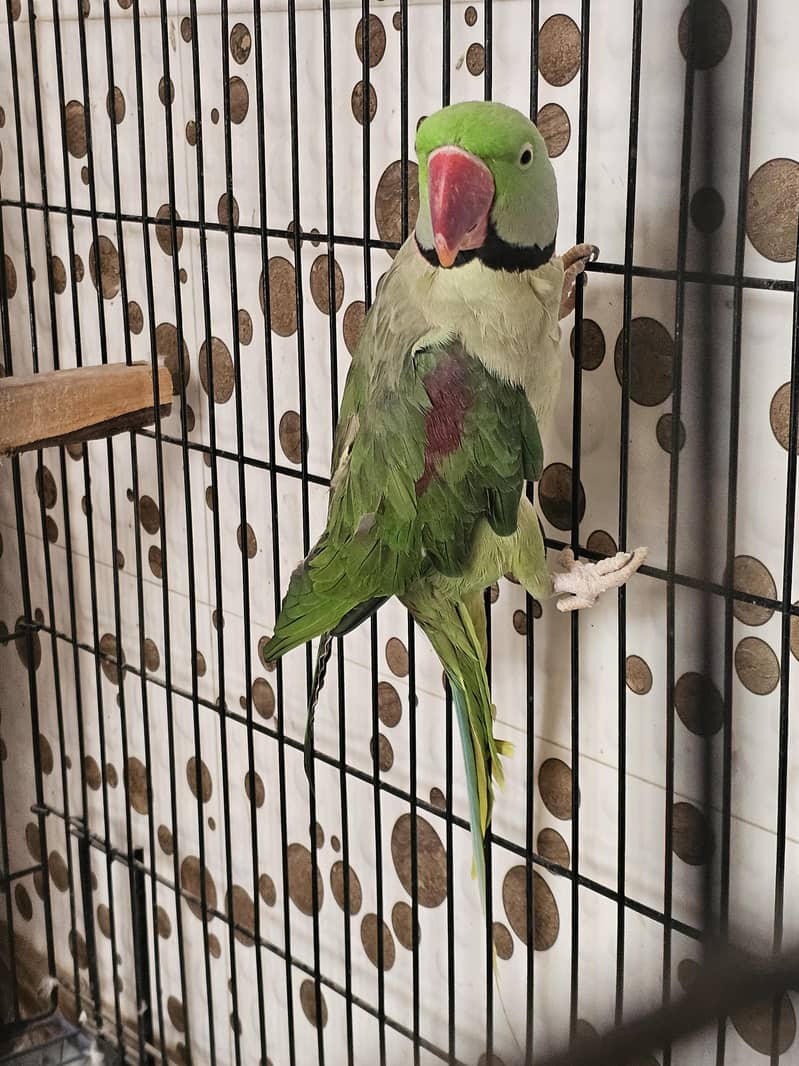RAW GREEN RINGNECK 4