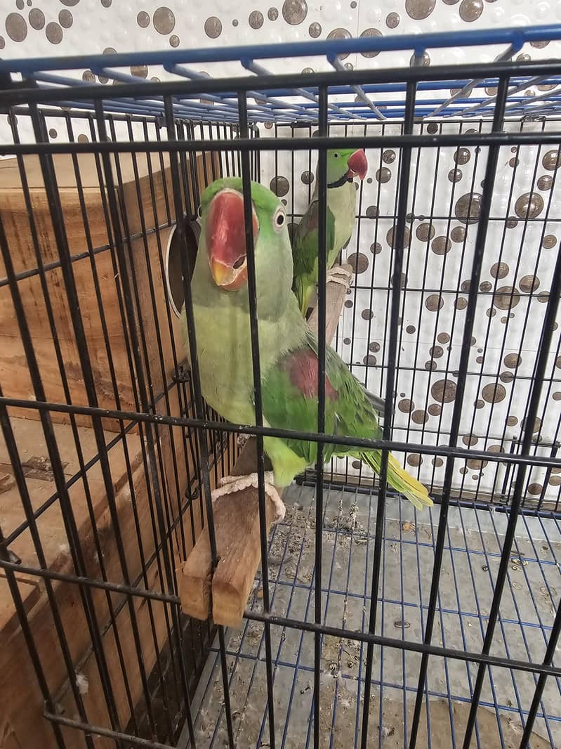 RAW GREEN RINGNECK 5