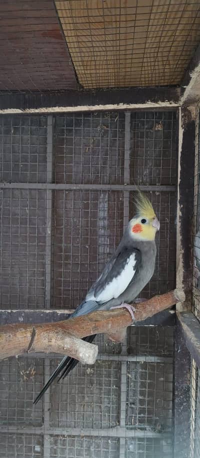 cocktail breeder male black eye|grey jawa black eye