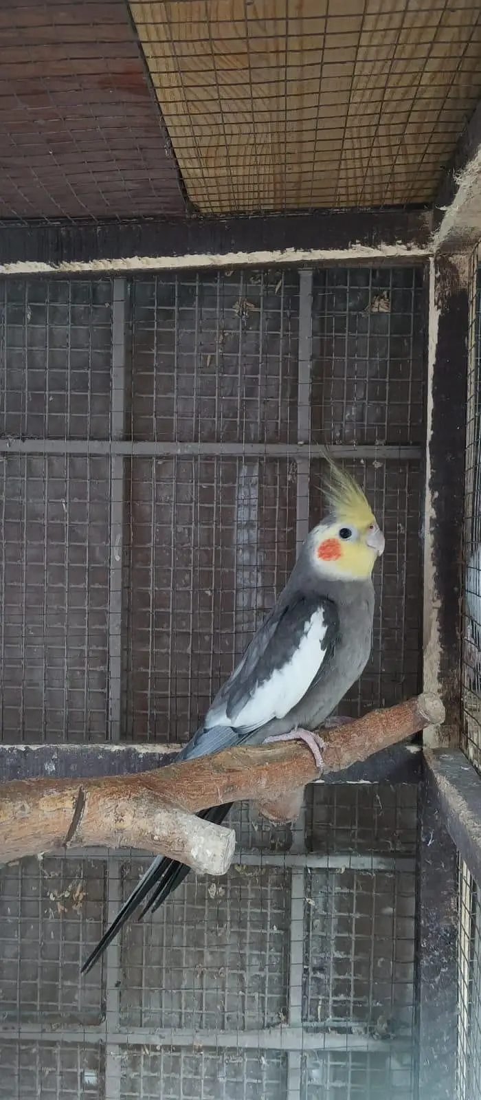 cocktail breeder male black eye|grey jawa black eye — photo 2