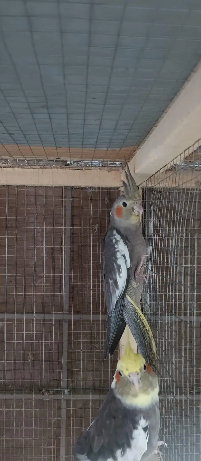 cocktail breeder male black eye|grey jawa black eye — photo 4