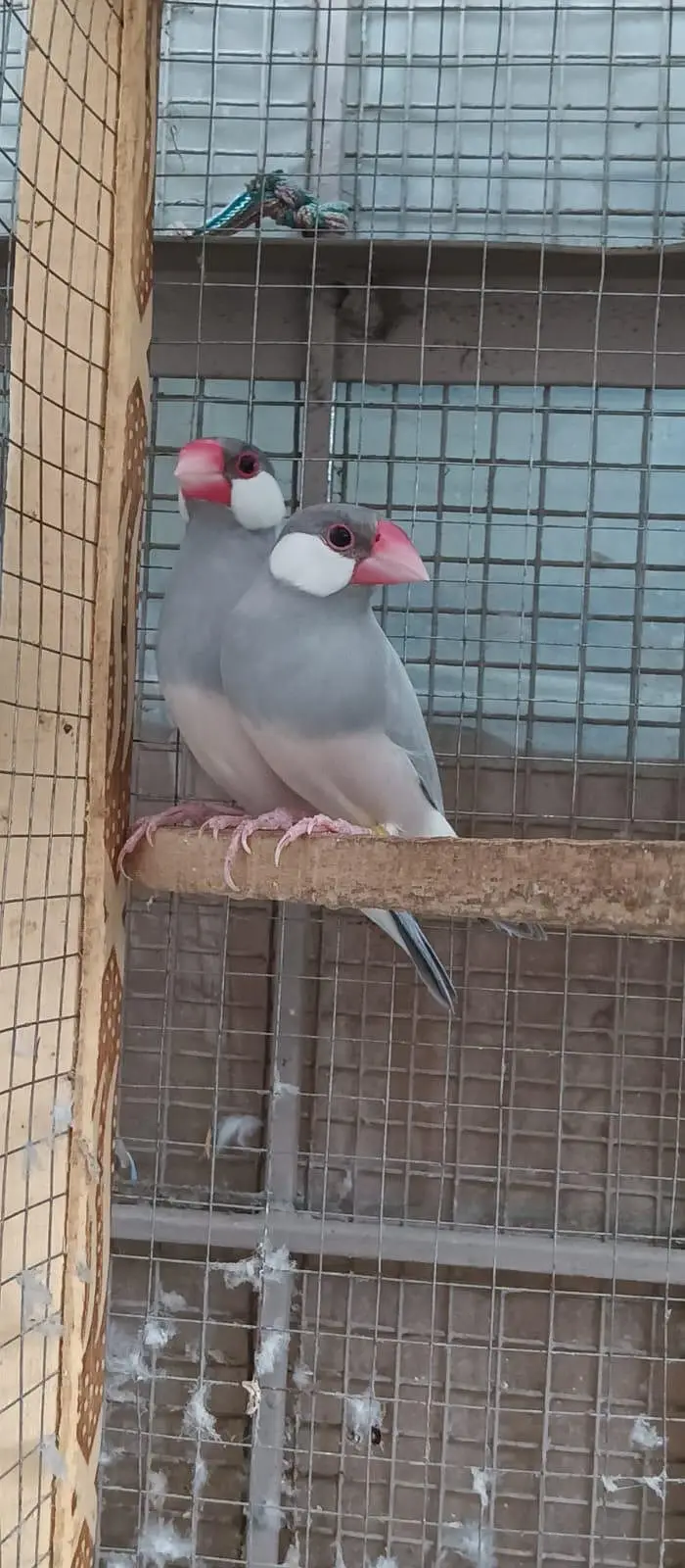 cocktail breeder male black eye|grey jawa black eye — photo 6