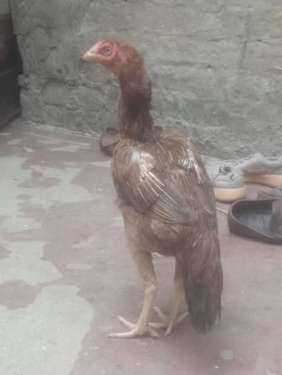 Mianwali Asel Hen for urgent sale contact 0301 4929920