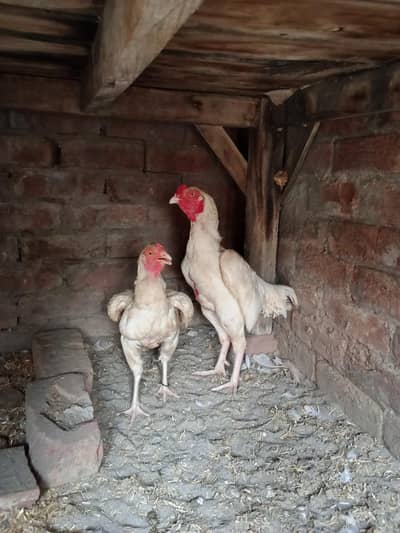 White aseel pair murgi Andy dati he
