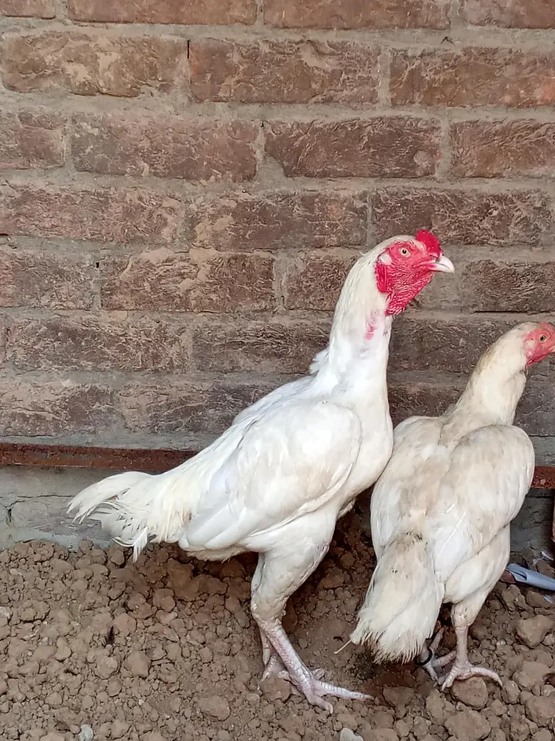 White aseel pair murgi Andy dati he — photo 2