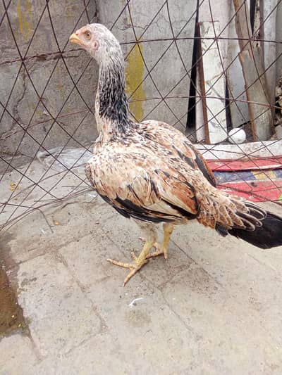 ,hens in aseel
