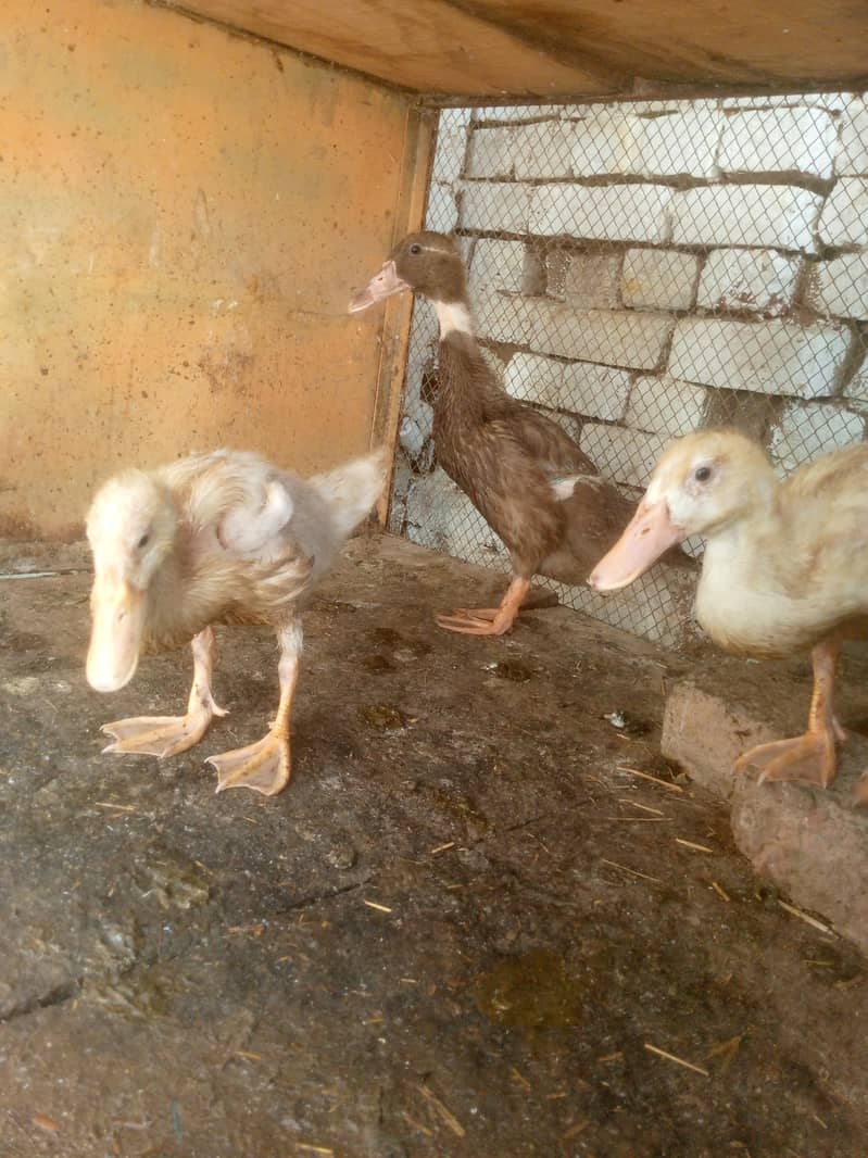 Ducks 0