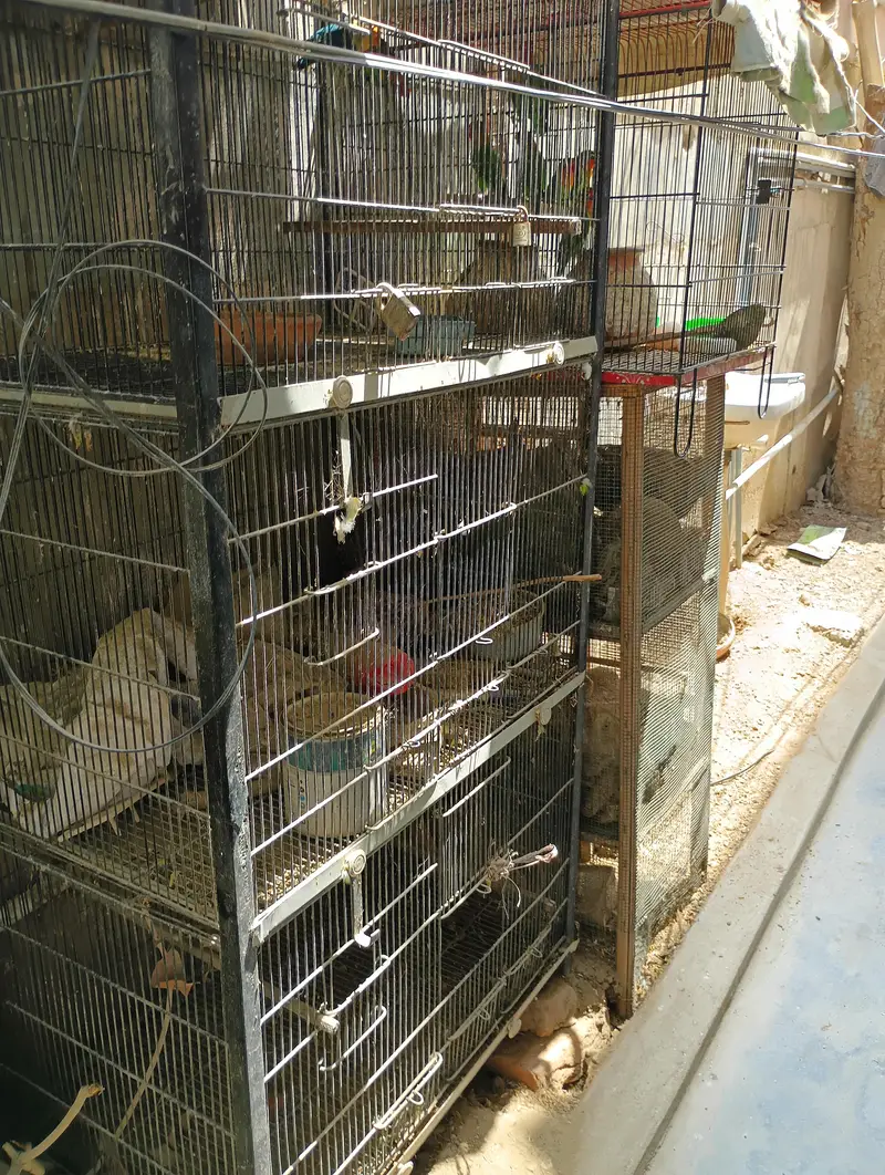 Birds cage pinjra for sale — photo 3