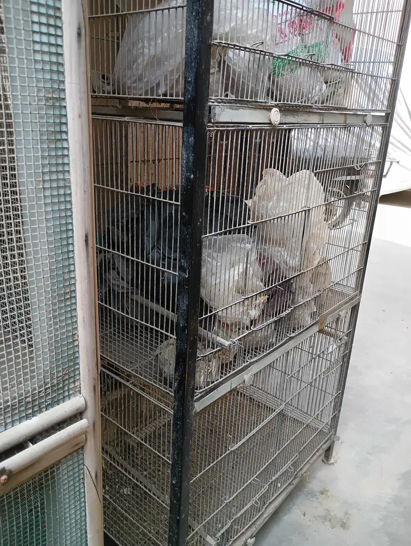 Birds cage pinjra for sale — photo 4