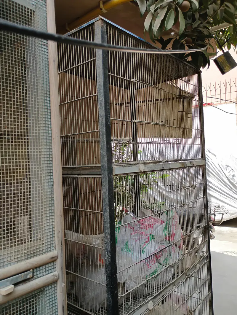Birds cage pinjra for sale — photo 5