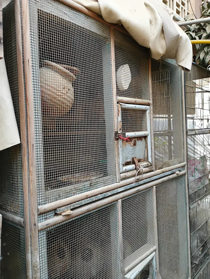 Birds cage pinjra for sale — photo 7
