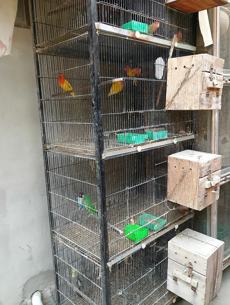 Birds cage pinjra for sale — photo 8