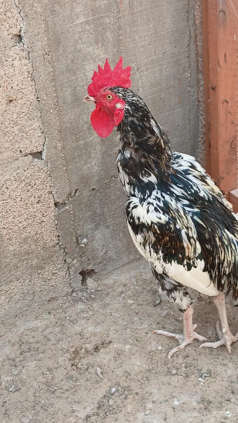 Bengum Aseel Patha — photo 2