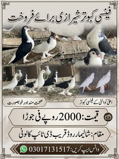Pigeons For Sale