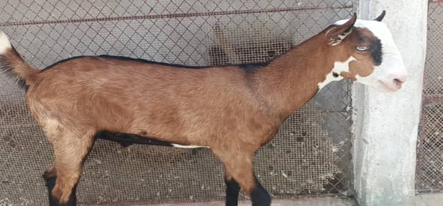 teddy chamba male