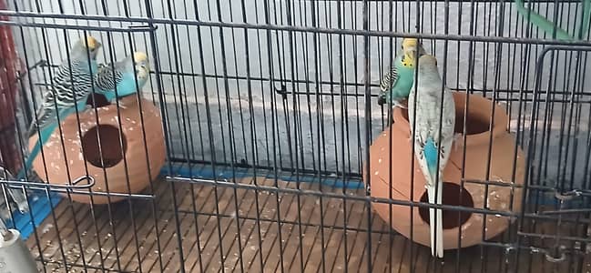 Australian parrots along with cage