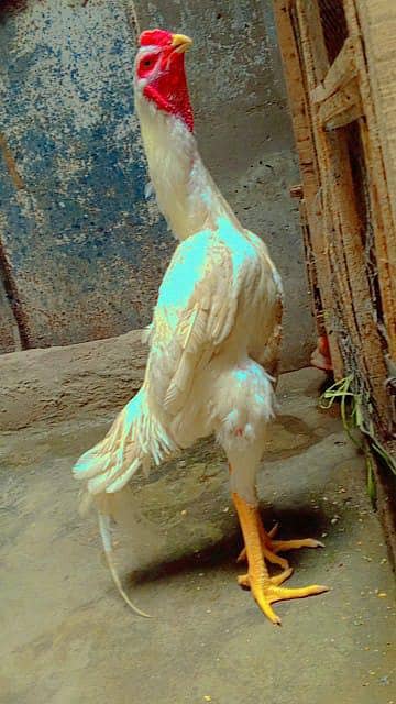 White Shamu 0