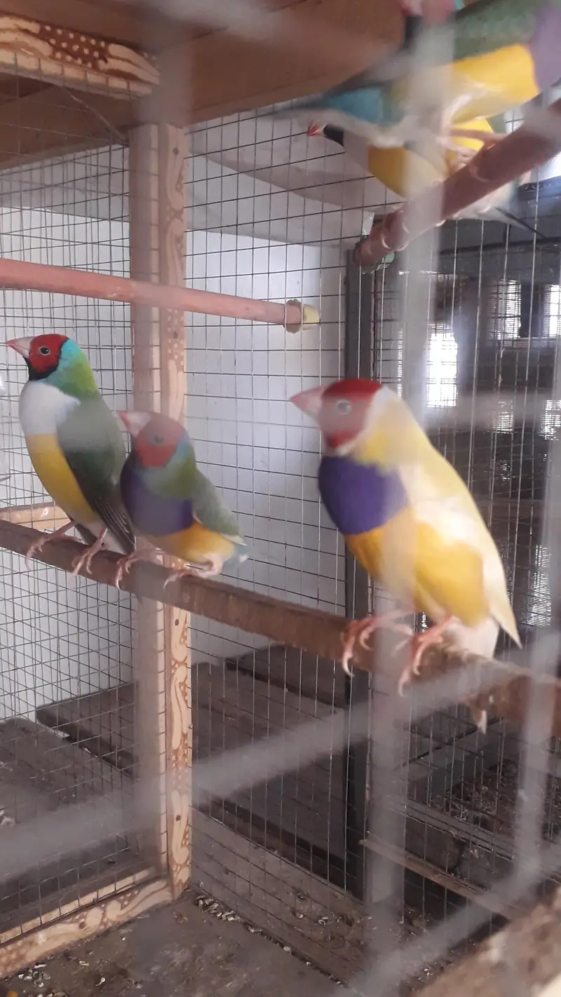 Gouldian Breeder males