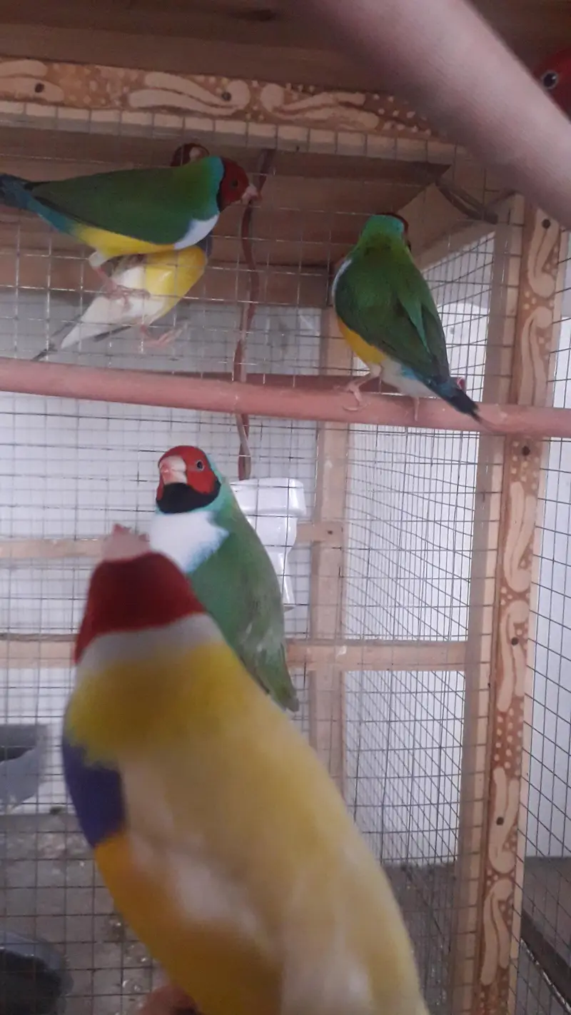 Gouldian Breeder males — photo 2