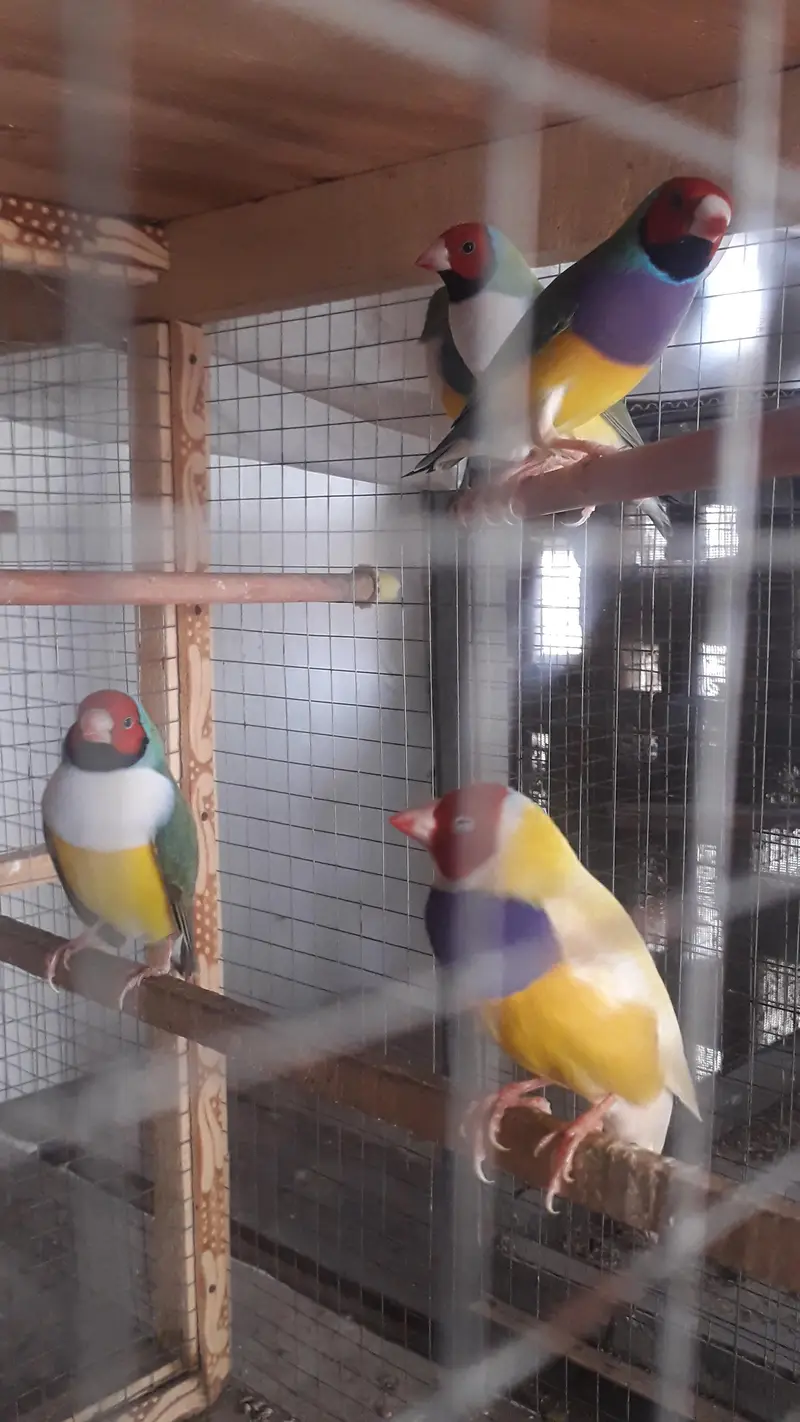 Gouldian Breeder males — photo 3