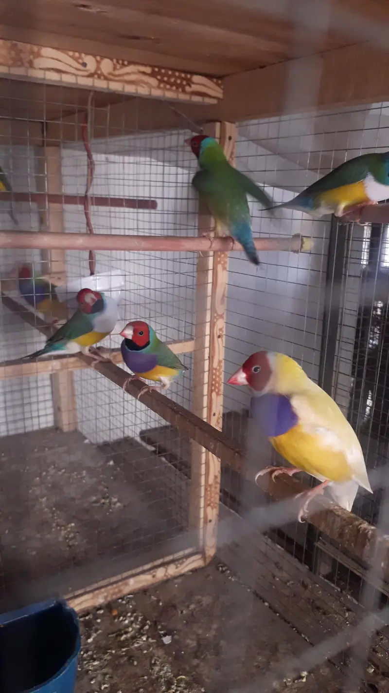Gouldian Breeder males — photo 4