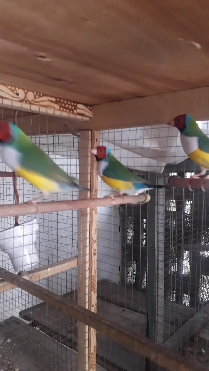 Gouldian Breeder males — photo 5