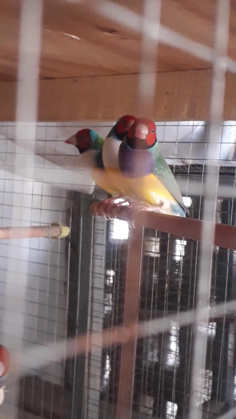 Gouldian Breeder males — photo 6