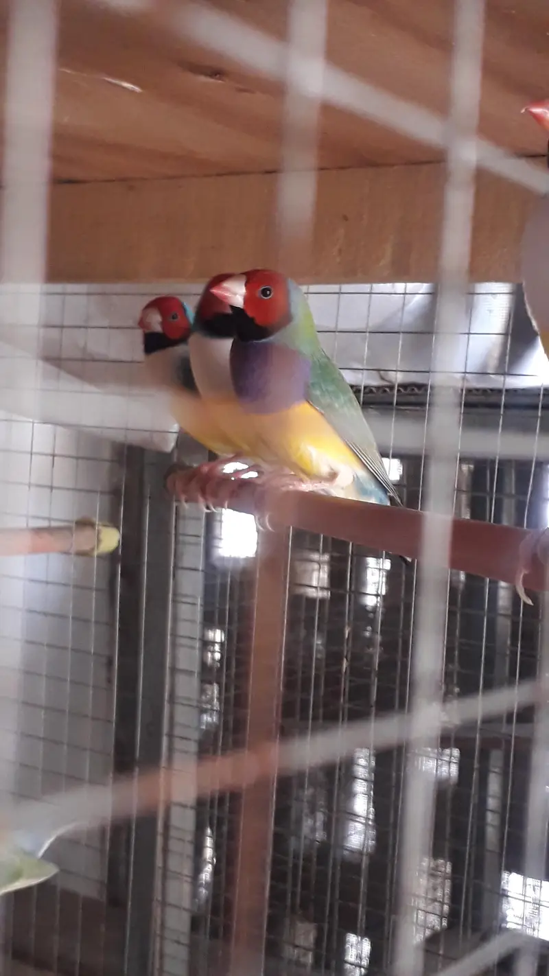 Gouldian Breeder males — photo 7